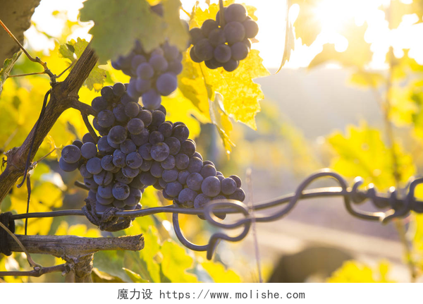 秋天葡萄树上的丰收的葡萄秋天收获时的落日葡萄园.秋天成熟的葡萄.